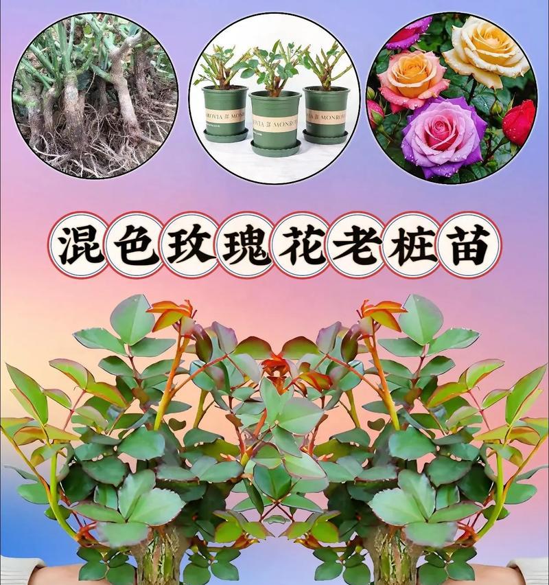 种植玫瑰花代表了什么寓意？