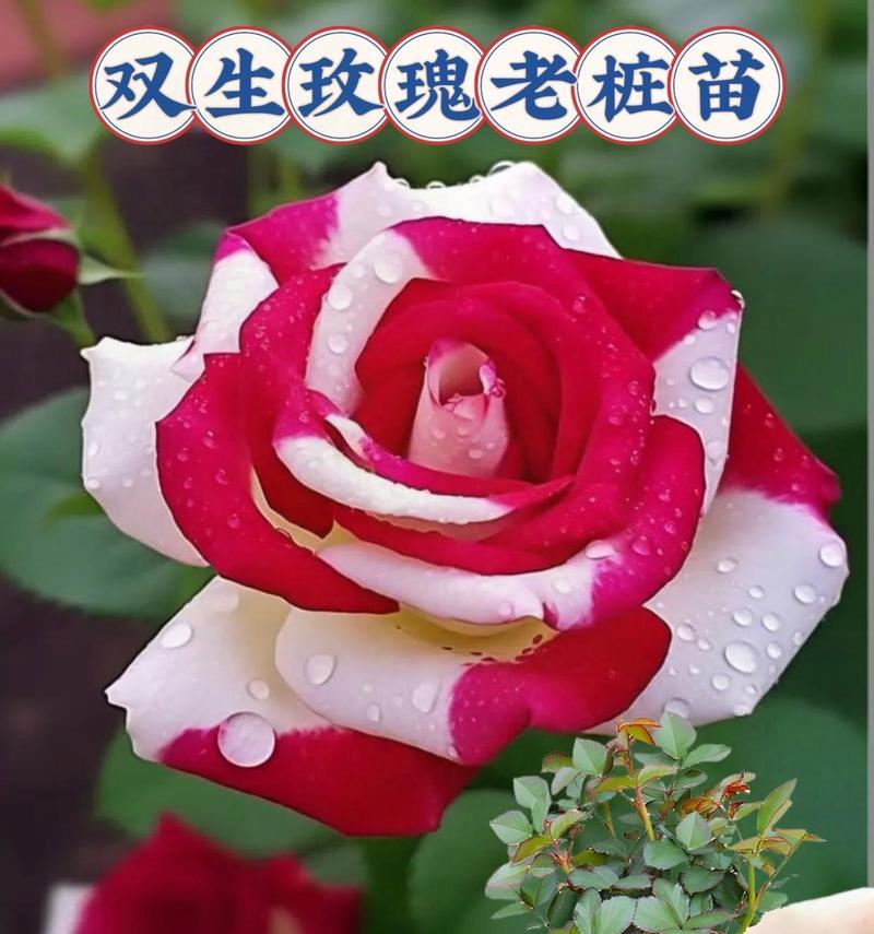 种植玫瑰花代表了什么寓意？