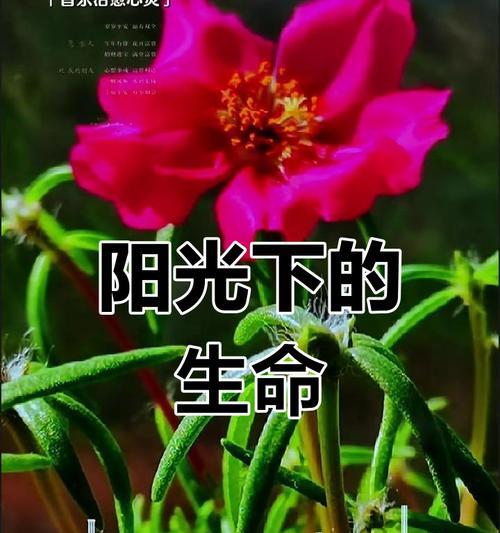 绿色太阳花的象征意义是什么？