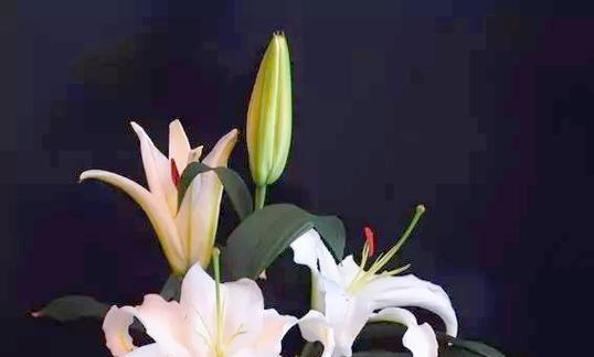 好朋友的象征花是什么？哪种花代表友谊？