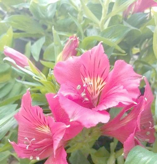 好朋友的象征花是什么？哪种花代表友谊？