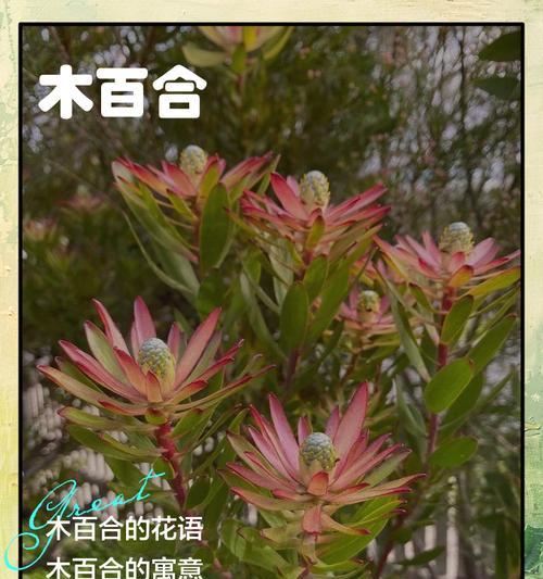 六出百合花语有何象征意义？它代表了什么？