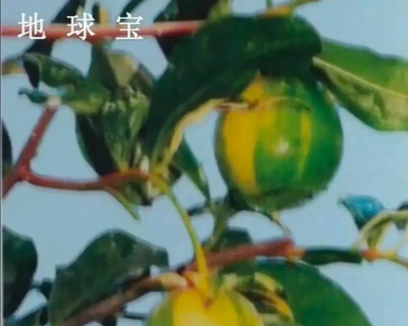 哪些花被用来象征我们的地球母亲？地球之花有哪些？