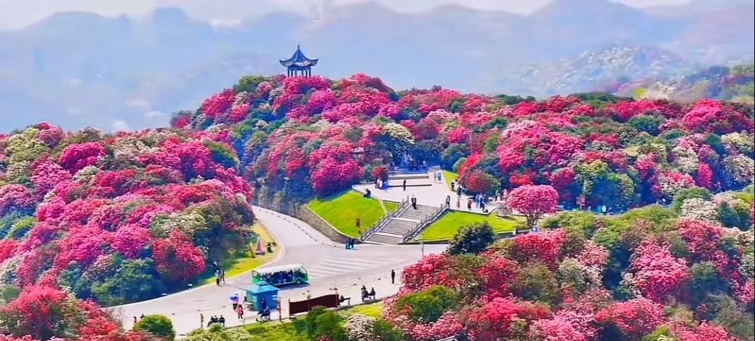 哪些花被用来象征我们的地球母亲？地球之花有哪些？