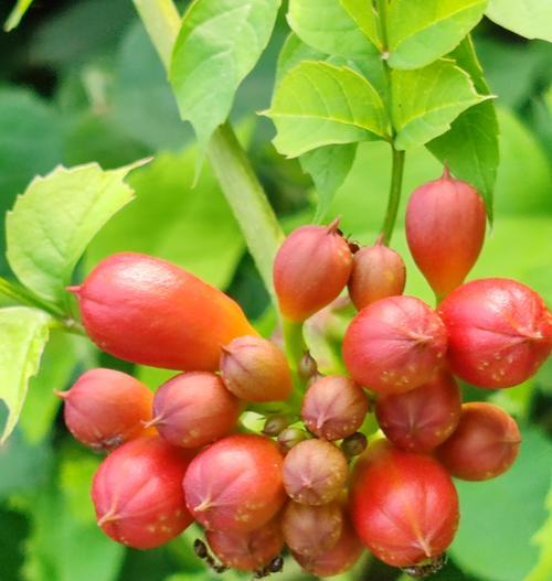 后悔花语是什么？哪种植物代表后悔？