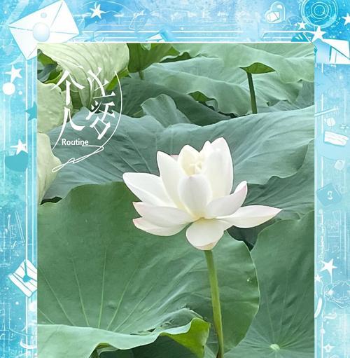 后悔花语是什么？哪种植物代表后悔？