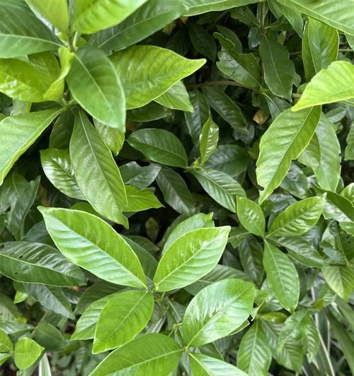 后悔花语是什么？哪种植物代表后悔？