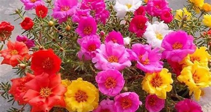 哪些鲜花象征运气？选择幸运花有哪些讲究？