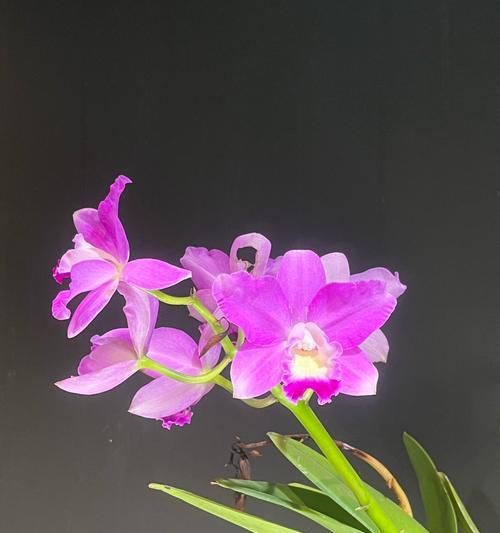 对兰花花语是什么意思？对兰花象征着什么？