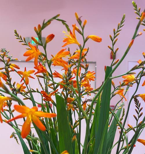 对兰花花语是什么意思？对兰花象征着什么？