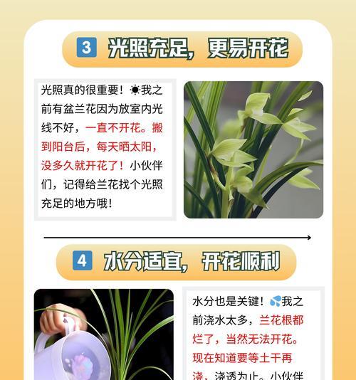 对兰花花语是什么意思？对兰花象征着什么？