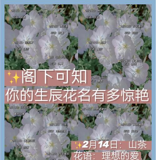 放花在窗外代表什么意义？这种行为背后隐藏了哪些文化含义？