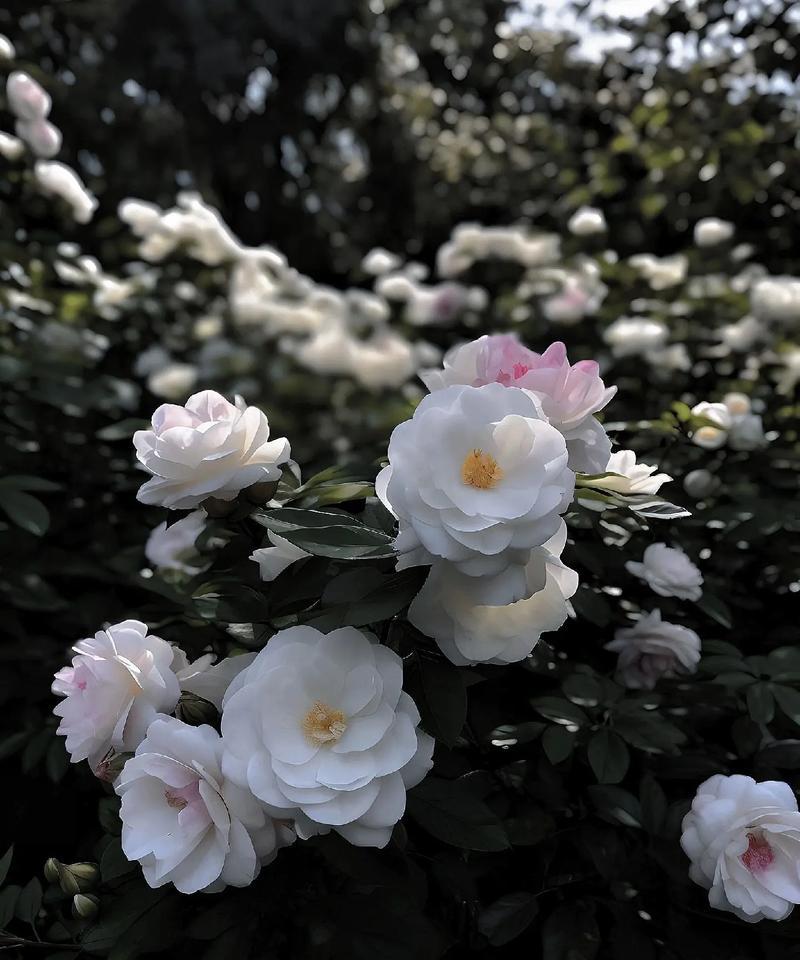 白山茶花的花语有哪些？白山茶花象征着什么？