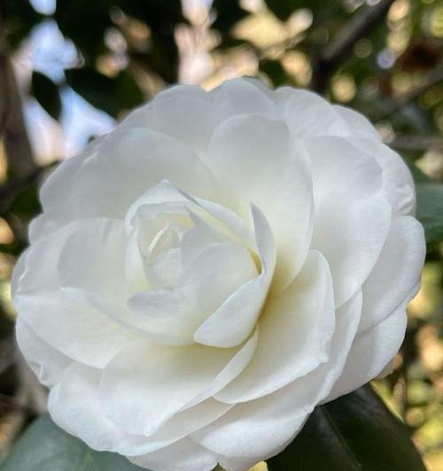 白山茶花的花语有哪些？白山茶花象征着什么？
