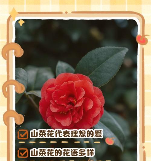 白山茶花的花语有哪些？白山茶花象征着什么？