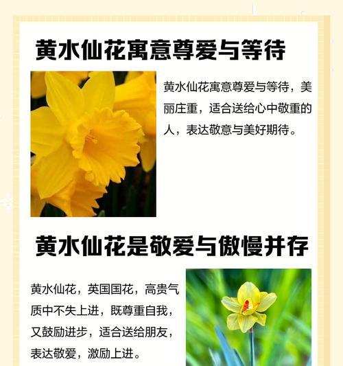 水仙花的花语含义是什么？它传递了哪些情感？