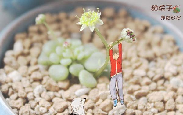 哪些花卉象征踩小人？