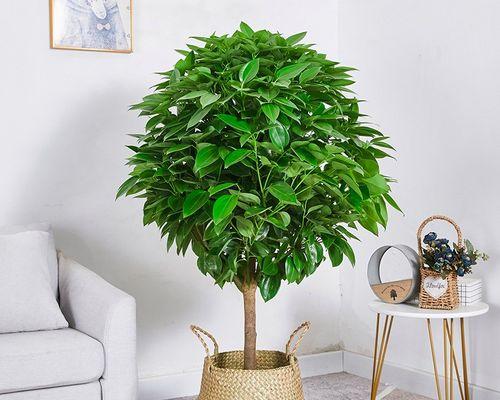 哪些树木和花卉象征平安？