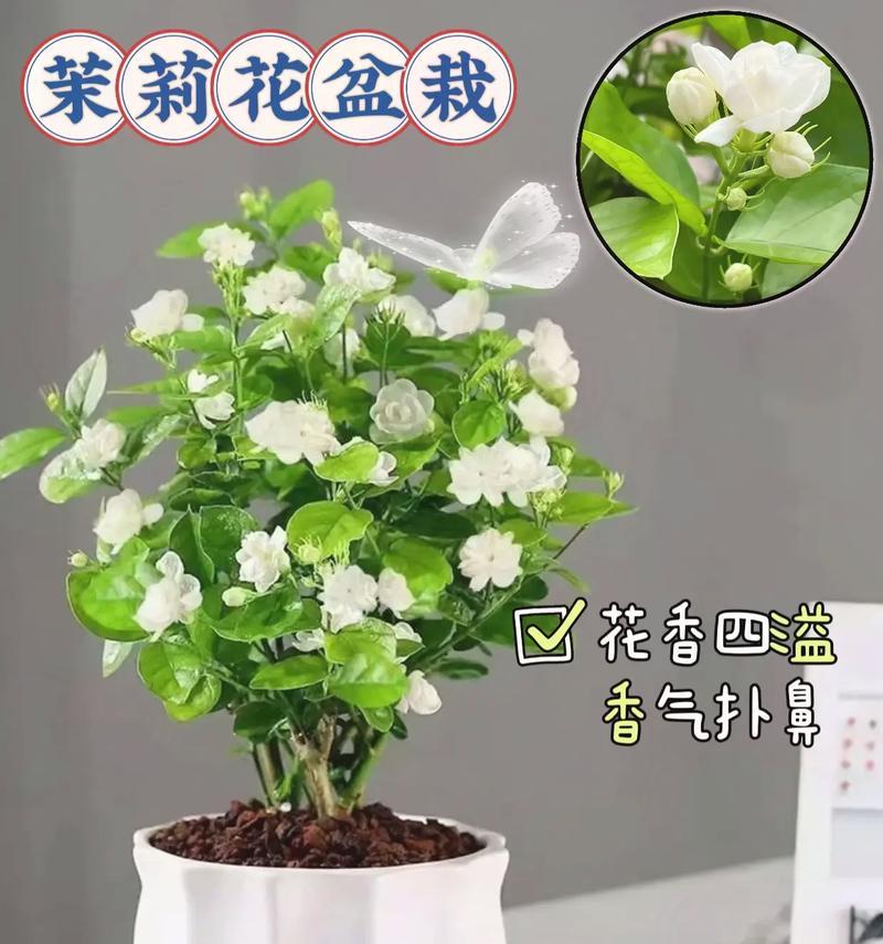 茉莉花中的“茉”字有何含义？花语中代表了什么？