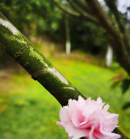 “不是凡花”背后的含义是什么？