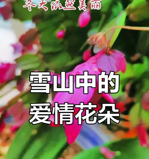 哪些花卉代表真诚与纯洁？哪种花代表真诚与纯洁？