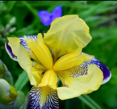 哪些花卉代表真诚与纯洁？哪种花代表真诚与纯洁？