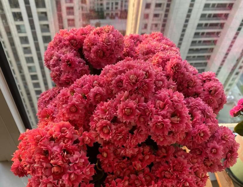 寓意能功成名就的花有哪些？它们象征成功和成就？