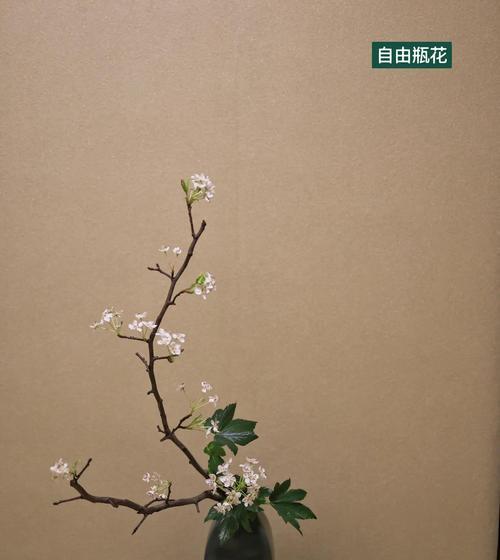 哪些花象征坚韧自由？花卉如何表达自由精神？