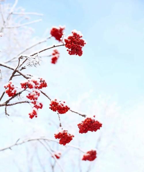 落雪生花的寓意是什么？文学中如何描绘？