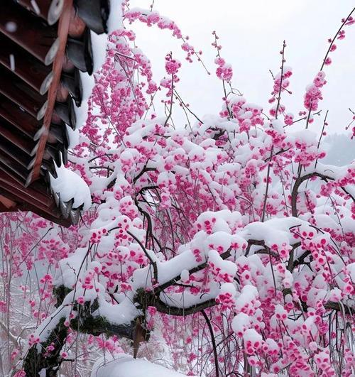 落雪生花的寓意是什么？文学中如何描绘？