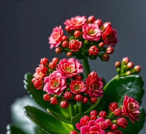 健康象征的花朵及其花语是什么