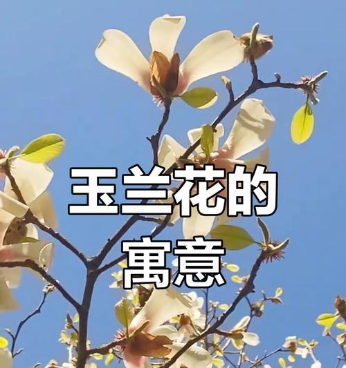 哪些花代表纯洁友谊？