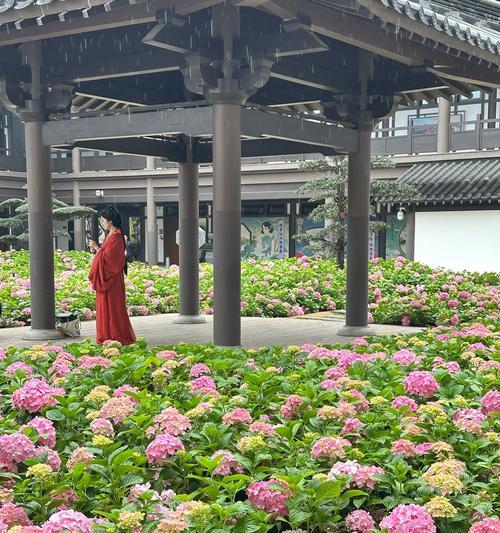 绿色绣球花代表什么？绿色绣球花语有何寓意？