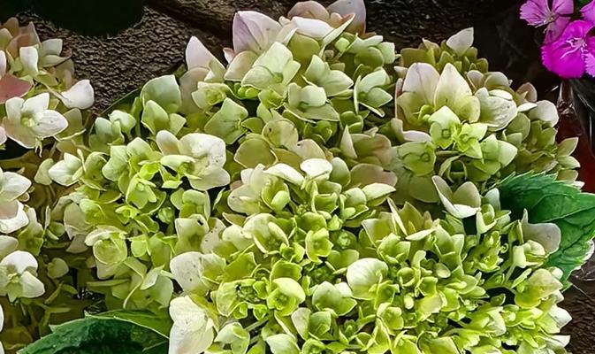 绿色绣球花代表什么？绿色绣球花语有何寓意？