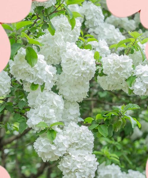 绿色绣球花代表什么？绿色绣球花语有何寓意？