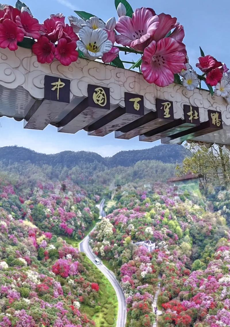 盛满花象征着什么？盛满花的含义有哪些？