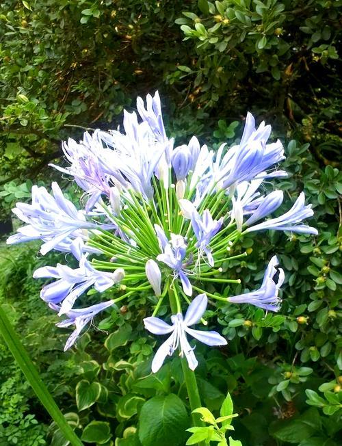 多子纹样象征的花朵及其花名是什么？