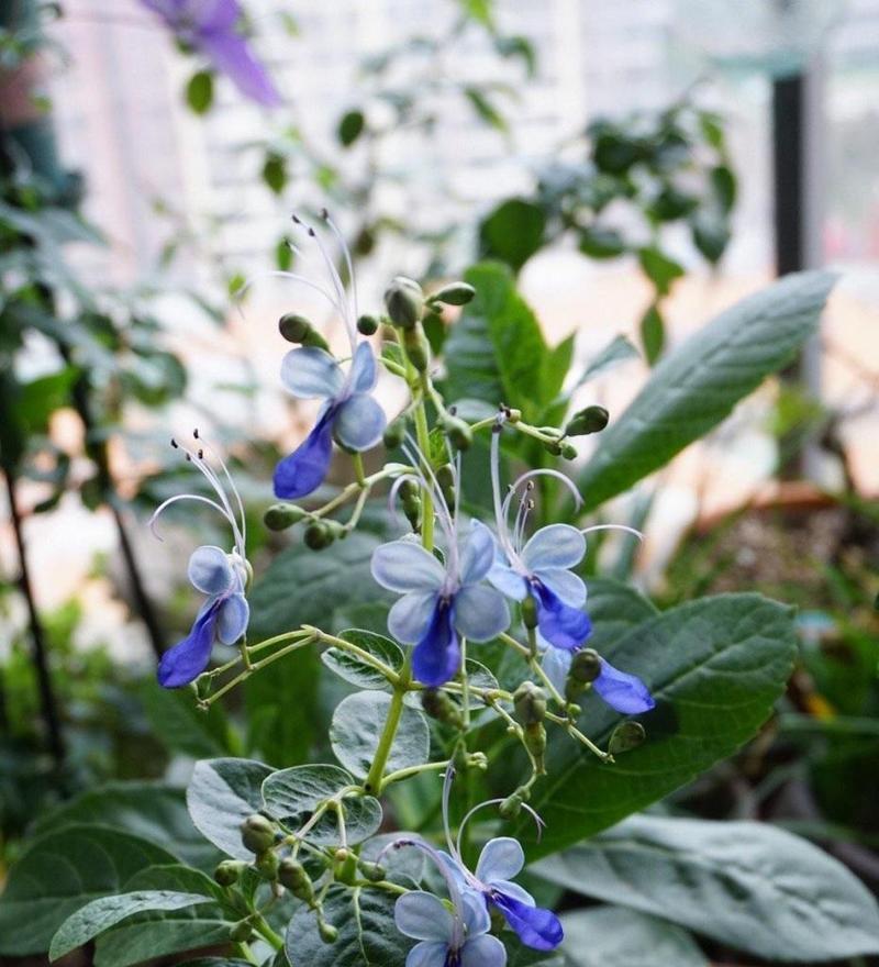 多子纹样象征的花朵及其花名是什么？