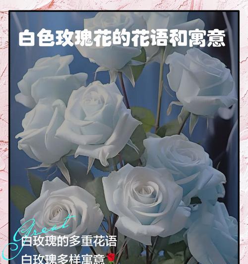 弯曲的玫瑰花有何含义？花语中代表了什么？