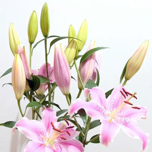 哪些花象征吉祥祝福？