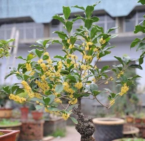 桂花为何寓意发财？它的文化意义是什么？