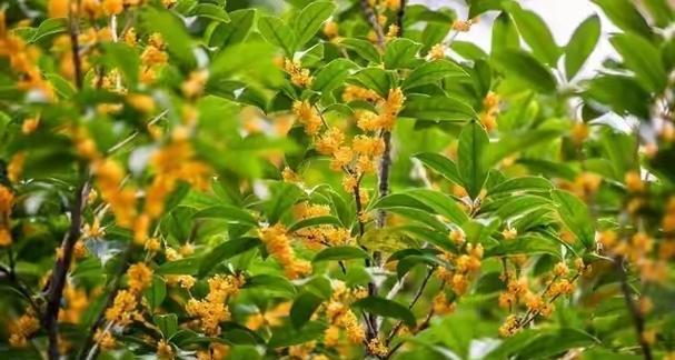 桂花为何寓意发财？它的文化意义是什么？