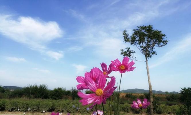 花漫日落的花语是什么？艺术作品中如何表达其意境？
