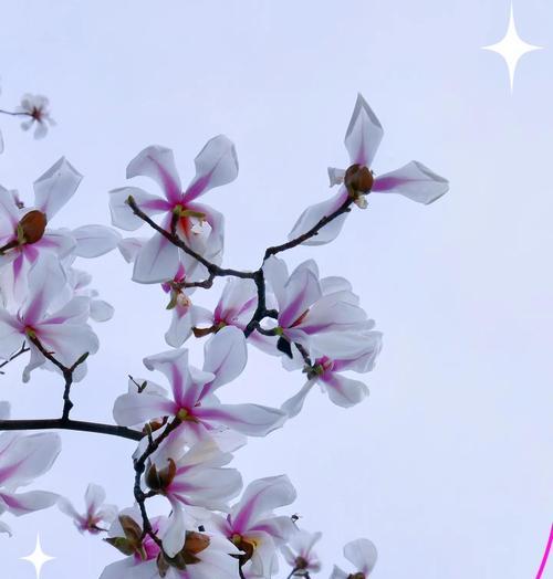 有哪些花带有美好寓意？它们的寓意是什么？