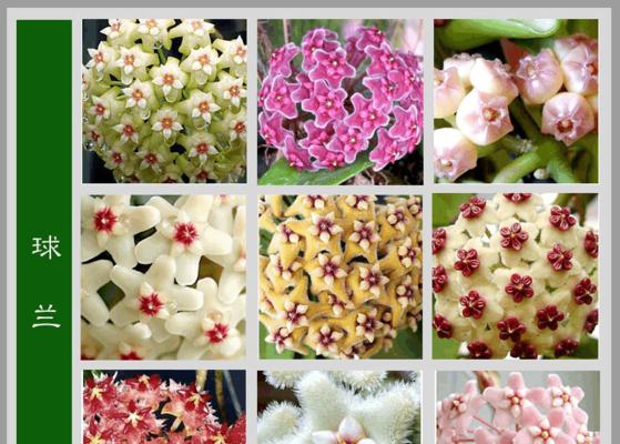 如何理解花名的含义？花名背后的花语有哪些？