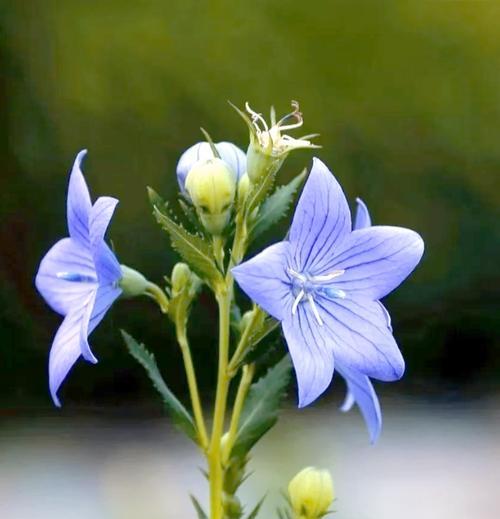 桔梗花的花语具体是什么？桔梗花的寓意和象征意义是什么？
