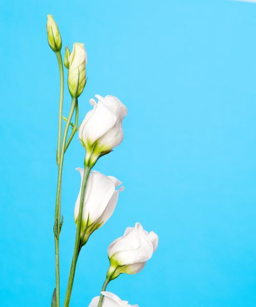 桔梗花的花语具体是什么？桔梗花的寓意和象征意义是什么？
