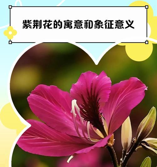 花代表的含义是什么？花卉象征意义的全面解读是什么？