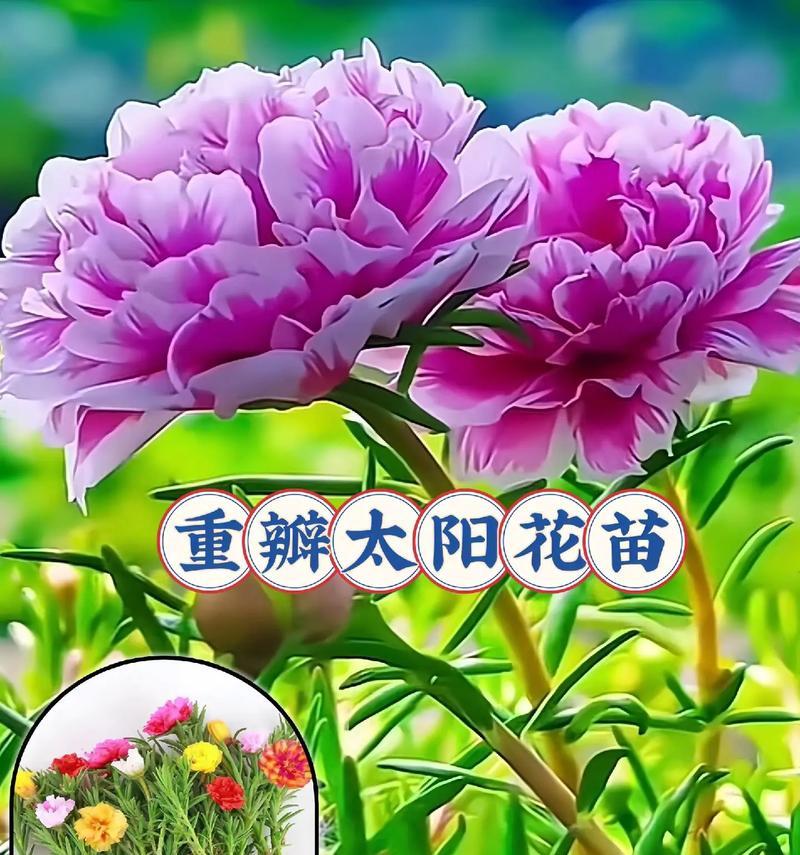 花代表的含义是什么？花卉象征意义的全面解读是什么？