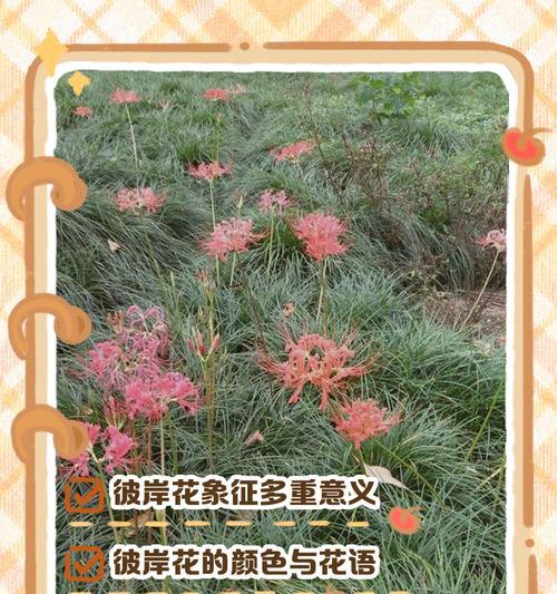 花代表的含义是什么？花卉象征意义的全面解读是什么？